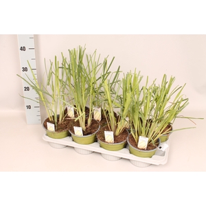 Kruiden I Cymbopogon citratus (Citroengras)