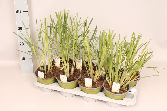 <h4>Kruiden I Cymbopogon citratus (Citroengras)</h4>