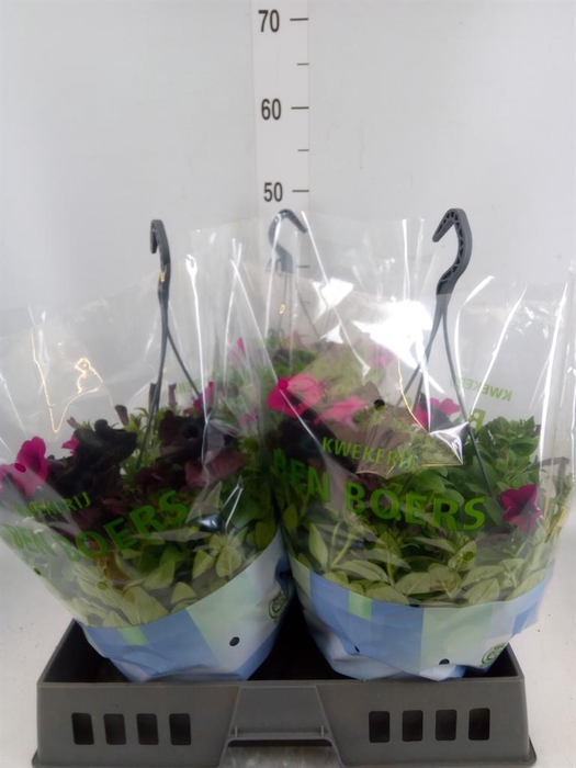 <h4>Petunia ...</h4>