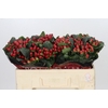 Hypericum True Romance