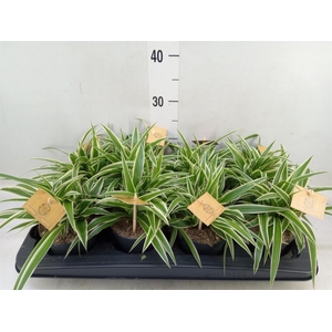 Chlorophytum com. 'Ocean'