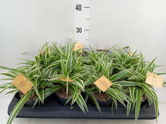 <h4>Chlorophytum com. 'Ocean'</h4>