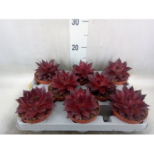 Echeveria  'Sirius'