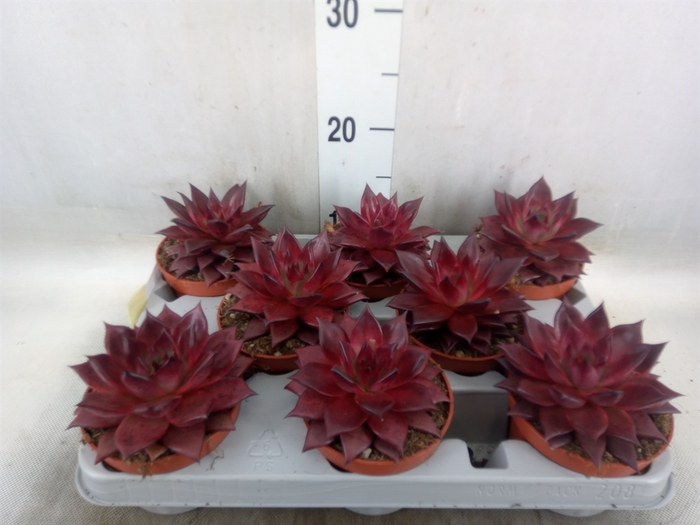 <h4>Echeveria  'Sirius'</h4>
