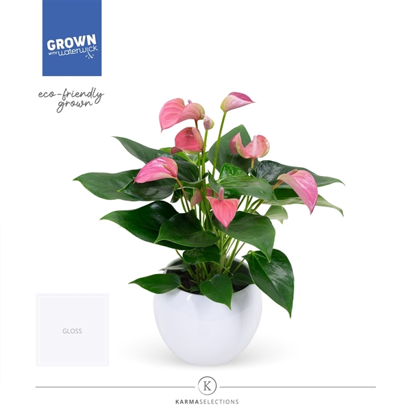 <h4>Anthurium - KARMA Joli | Lisa White</h4>