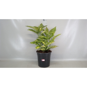 Aucuba japonica   ...