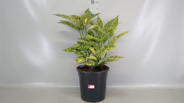 <h4>Aucuba japonica   ...</h4>
