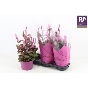 CEL WILD PINK