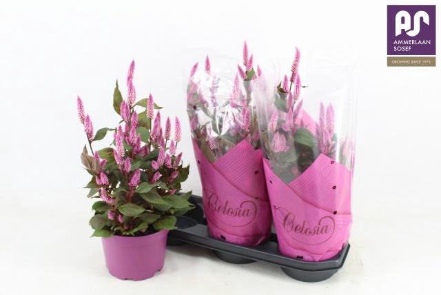 <h4>CEL WILD PINK</h4>