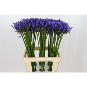 Agapanthus Uri