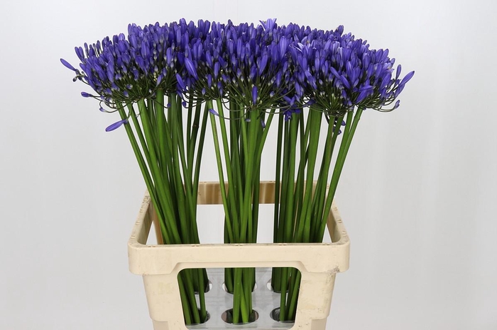 <h4>Agapanthus Uri</h4>