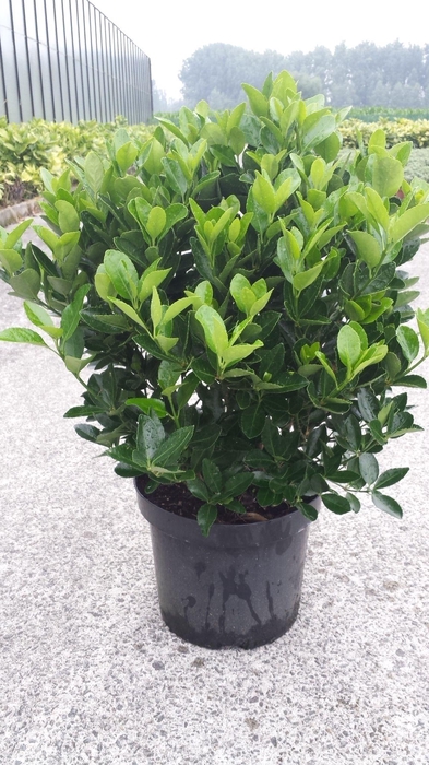 <h4>Euonymus Japonica</h4>