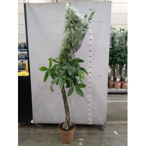 Pachira aquatica