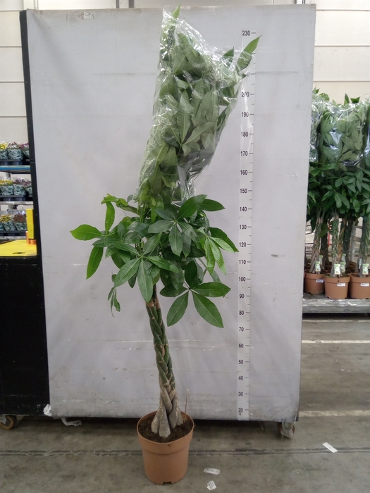 <h4>Pachira aquatica</h4>