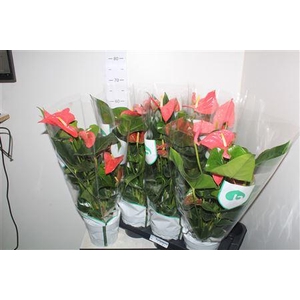 Anthu An Maine 4-5+ P17