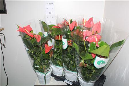 <h4>Anthu An Maine 4-5+ P17</h4>