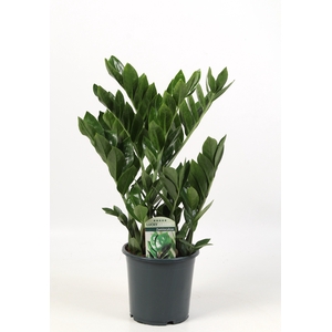 Zamioculcas Lucky Classic 7+ veren