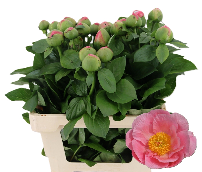 <h4>PAEO SALMON CHIFFON</h4>