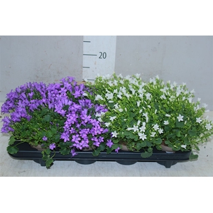 Campanula Gemengd