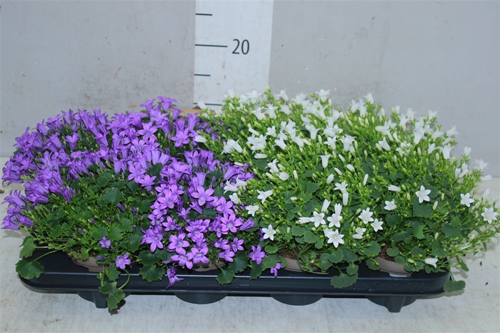 <h4>Campanula Gemengd</h4>