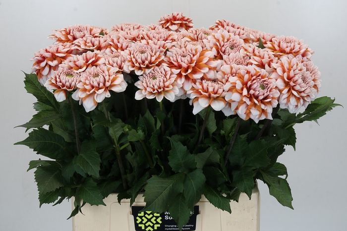 <h4>Dahlia Tangarine Dream</h4>