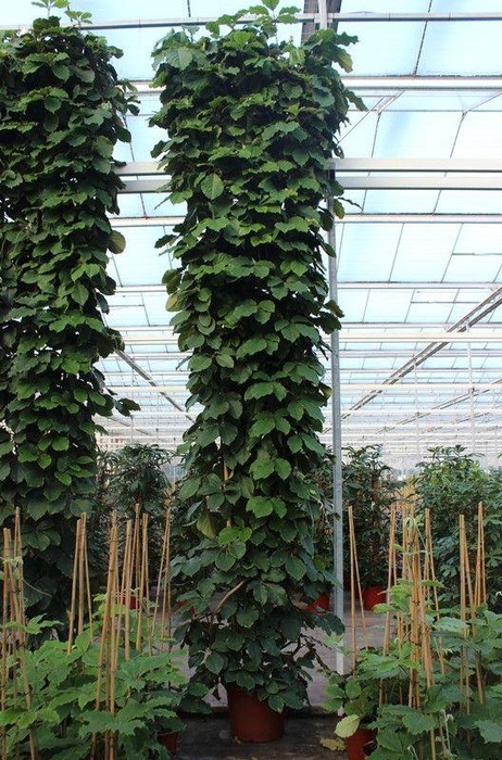 <h4>Tetrastigma voinierianum</h4>