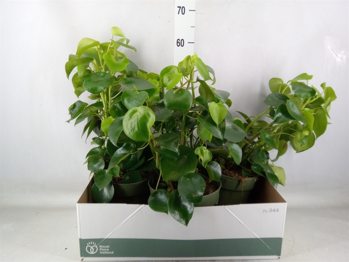 <h4>Peperomia polybotrya 'Raindrop'</h4>