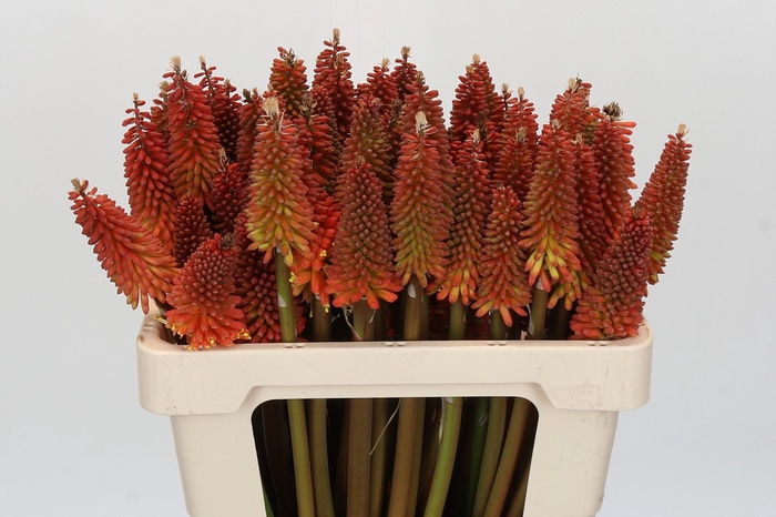 Kniphofia Alcazar