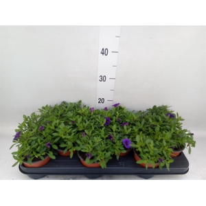 Calibrachoa  'Minifam Blue'