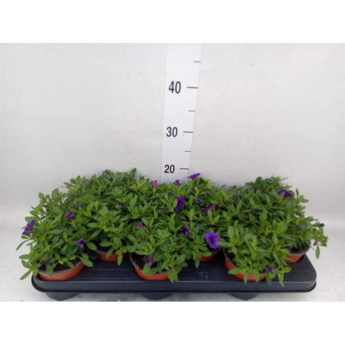 <h4>Calibrachoa  'Minifam Blue'</h4>