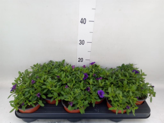 Calibrachoa  'Minifam Blue'