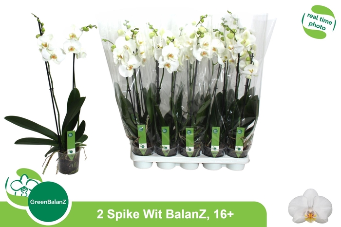 <h4>PHAL OV WIT</h4>