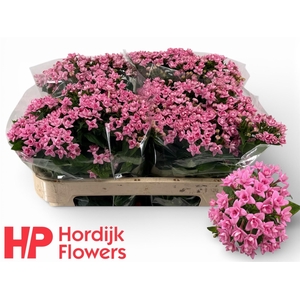 BOU DU DARK PINK IMP