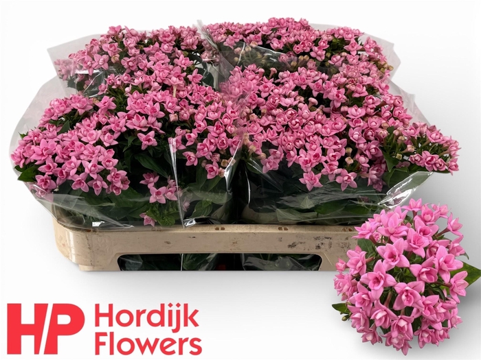 <h4>BOU DU DARK PINK IMP</h4>