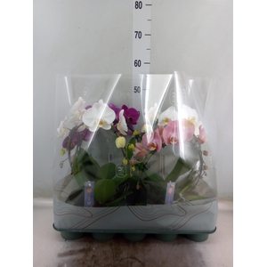 Phalaenopsis   ...mix