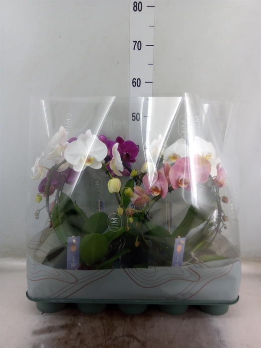 <h4>Phalaenopsis   ...mix</h4>