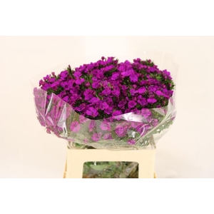 DI BARB AM NEON PURP