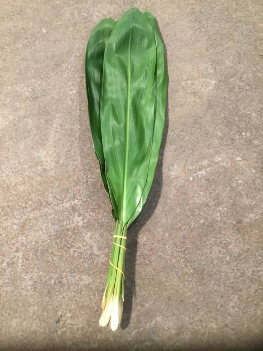 CORD. GREEN TIE ORCA