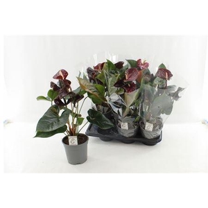 Anthu Fl Tranquillo 4+ P17