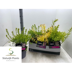 SPI JAPONICA