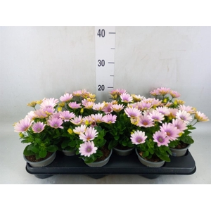 Osteospermum  'Margarita Pink Flar'