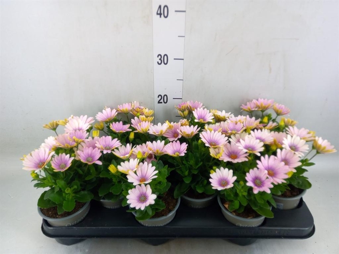<h4>Osteospermum  'Margarita Pink Flar'</h4>