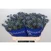 Eryngium Blue Dynamite