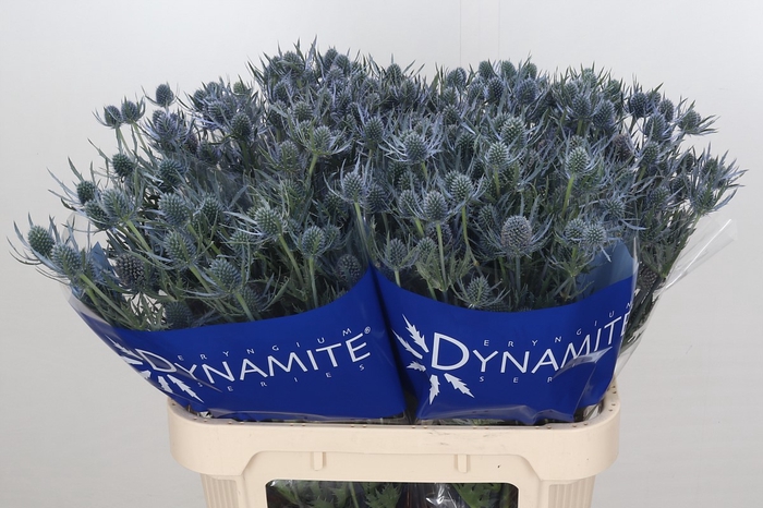 Eryngium Blue Dynamite