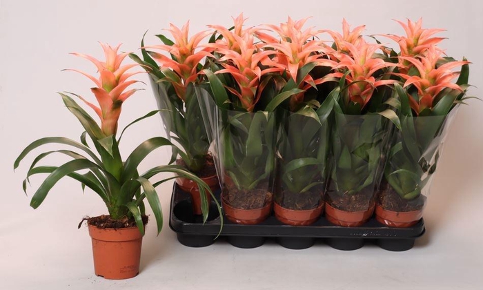 <h4>GUZM MELISSA</h4>