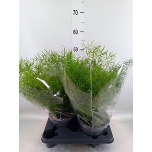 Asparagus dens. 'Sprengeri'