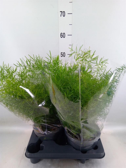 <h4>Asparagus dens. 'Sprengeri'</h4>