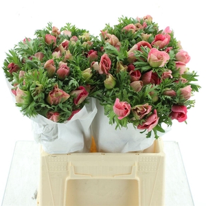 Anem Mistral Mix Pink Super