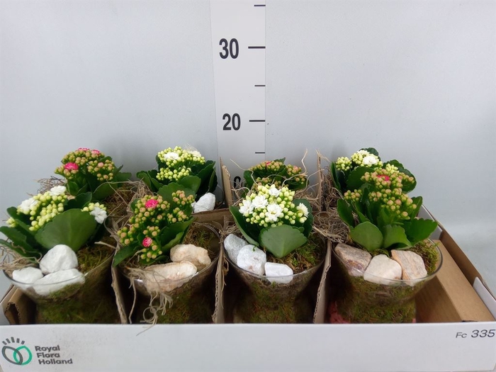 <h4>Arr.   Planten L%</h4>