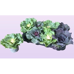 BRASSICA (SIERKOOL)